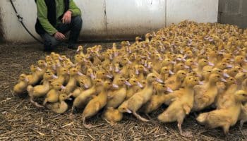 grippe aviaire une zone de controle temporaire mise en place dans 59 communes de lessonne